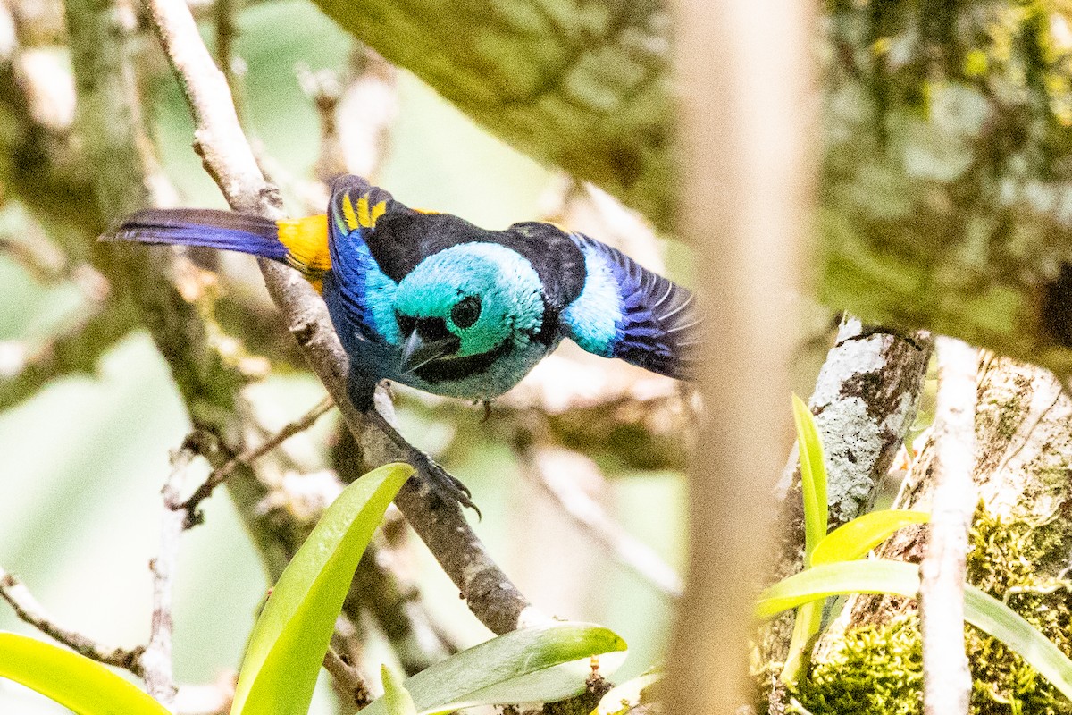 Seven-colored Tanager - Sue Wright