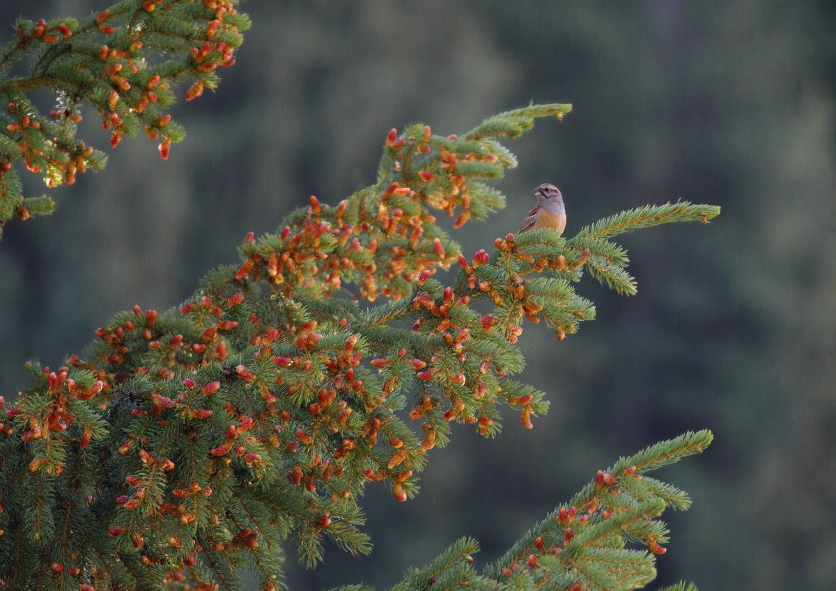 Godlewski's Bunting - ML611808184