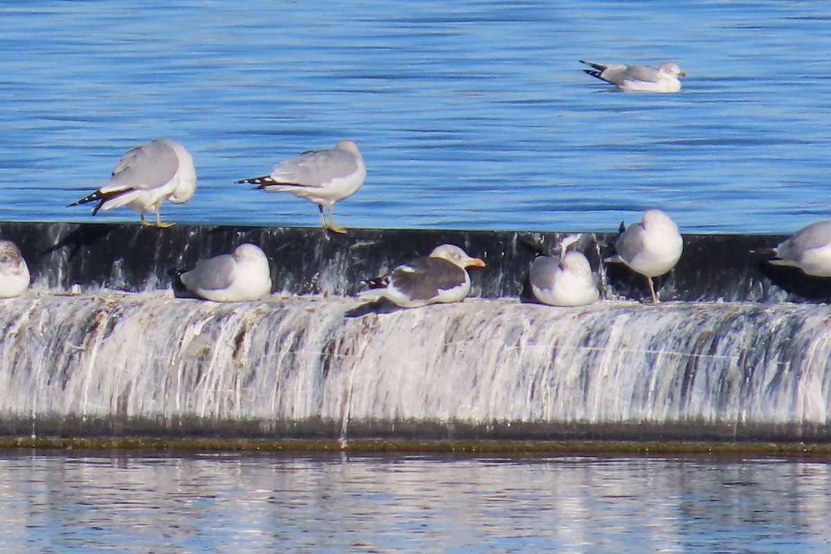 Lesser Black-backed Gull - ML611808190