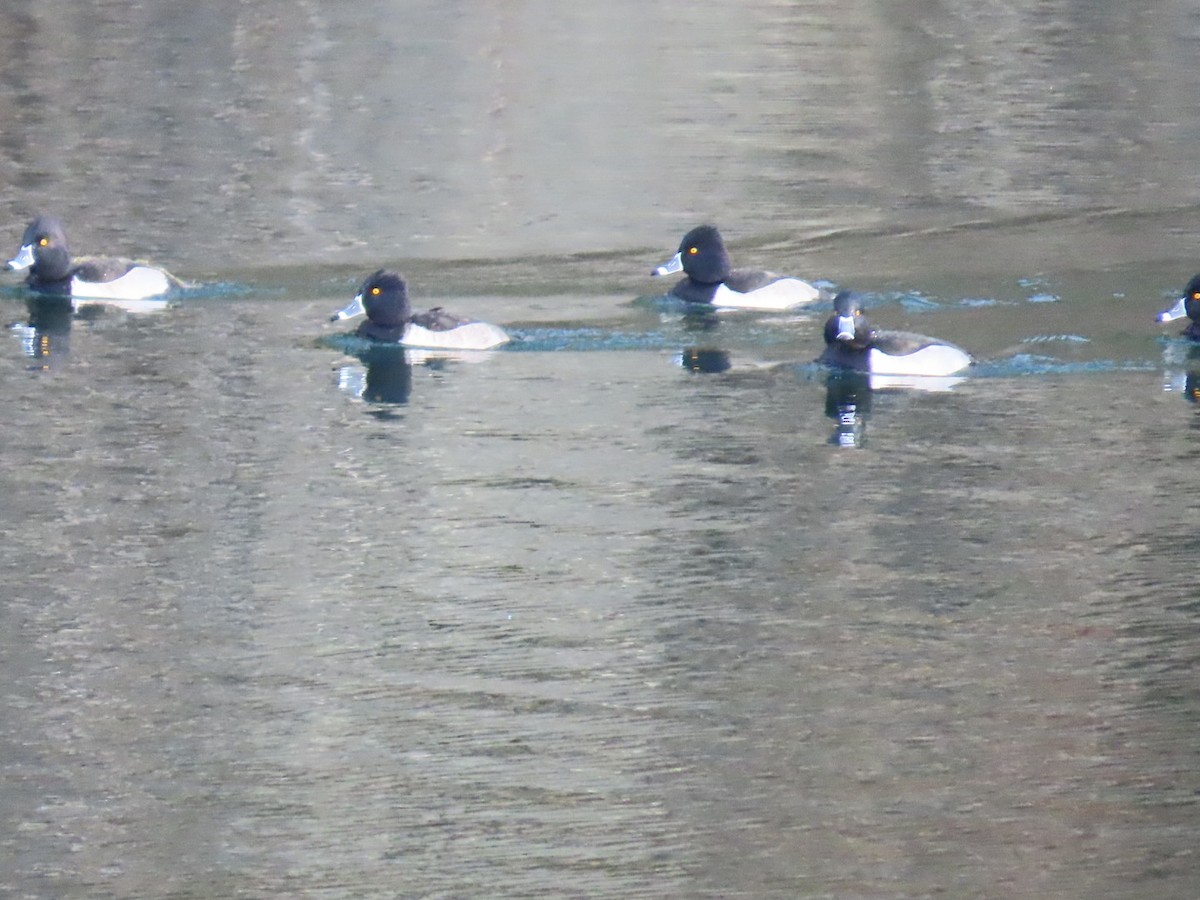 Ring-necked Duck - ML611808235