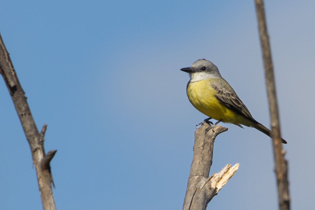 Tropical Kingbird - ML611808268