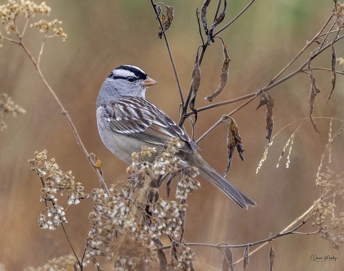 White-crowned Sparrow - ML611808300