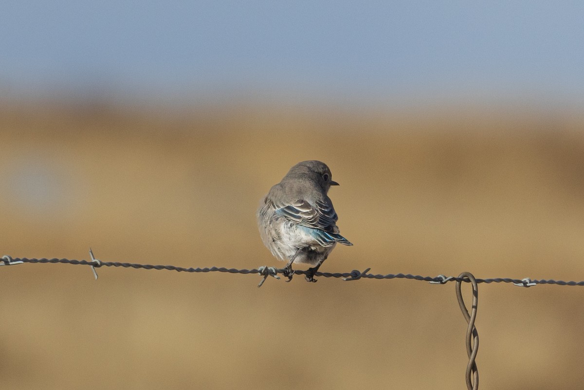 Mountain Bluebird - ML611808313