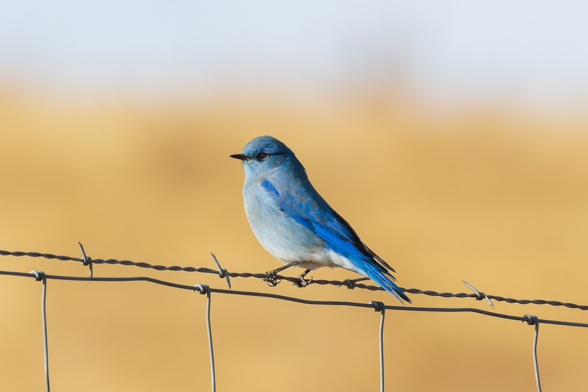 Mountain Bluebird - ML611808314