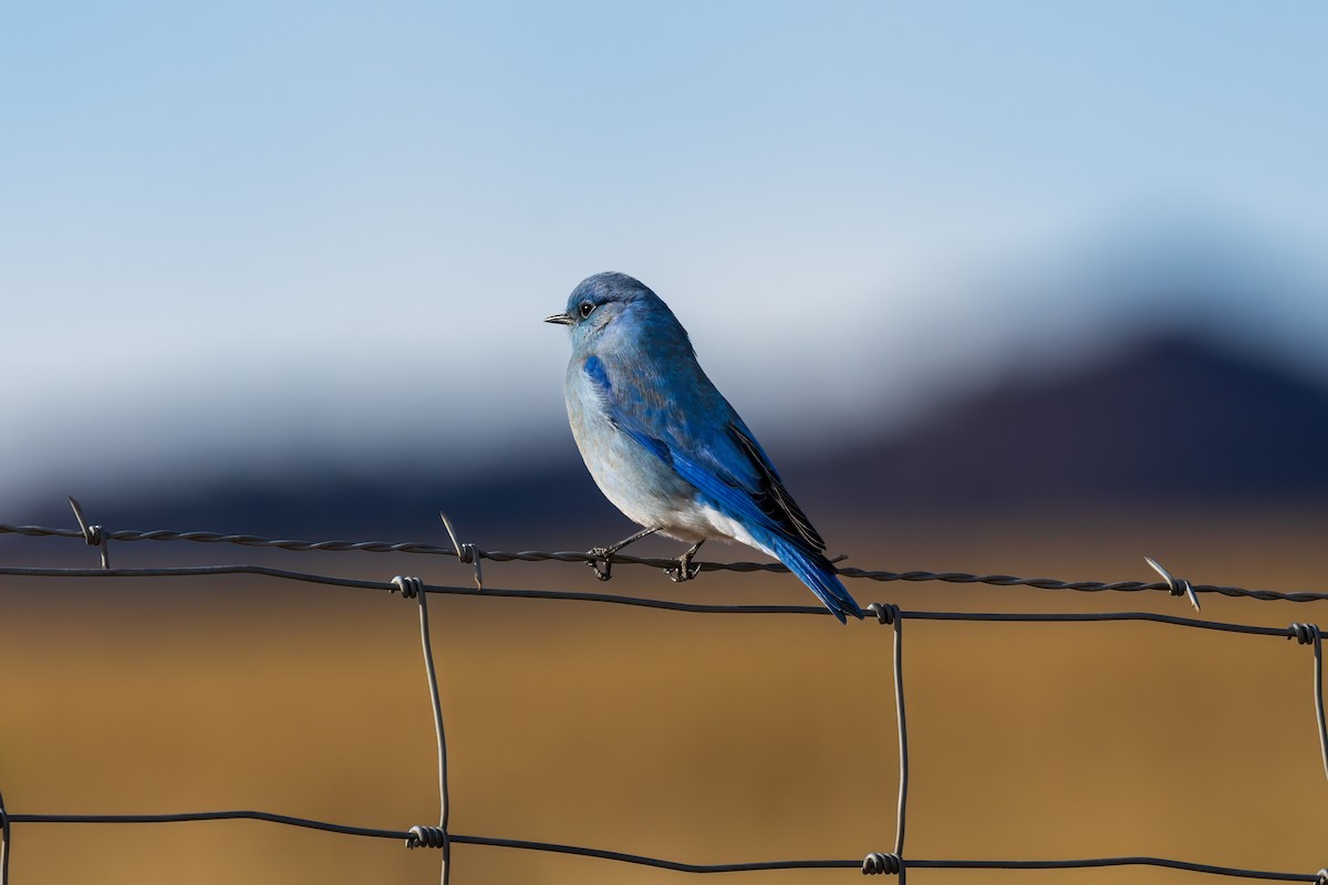 Mountain Bluebird - ML611808315