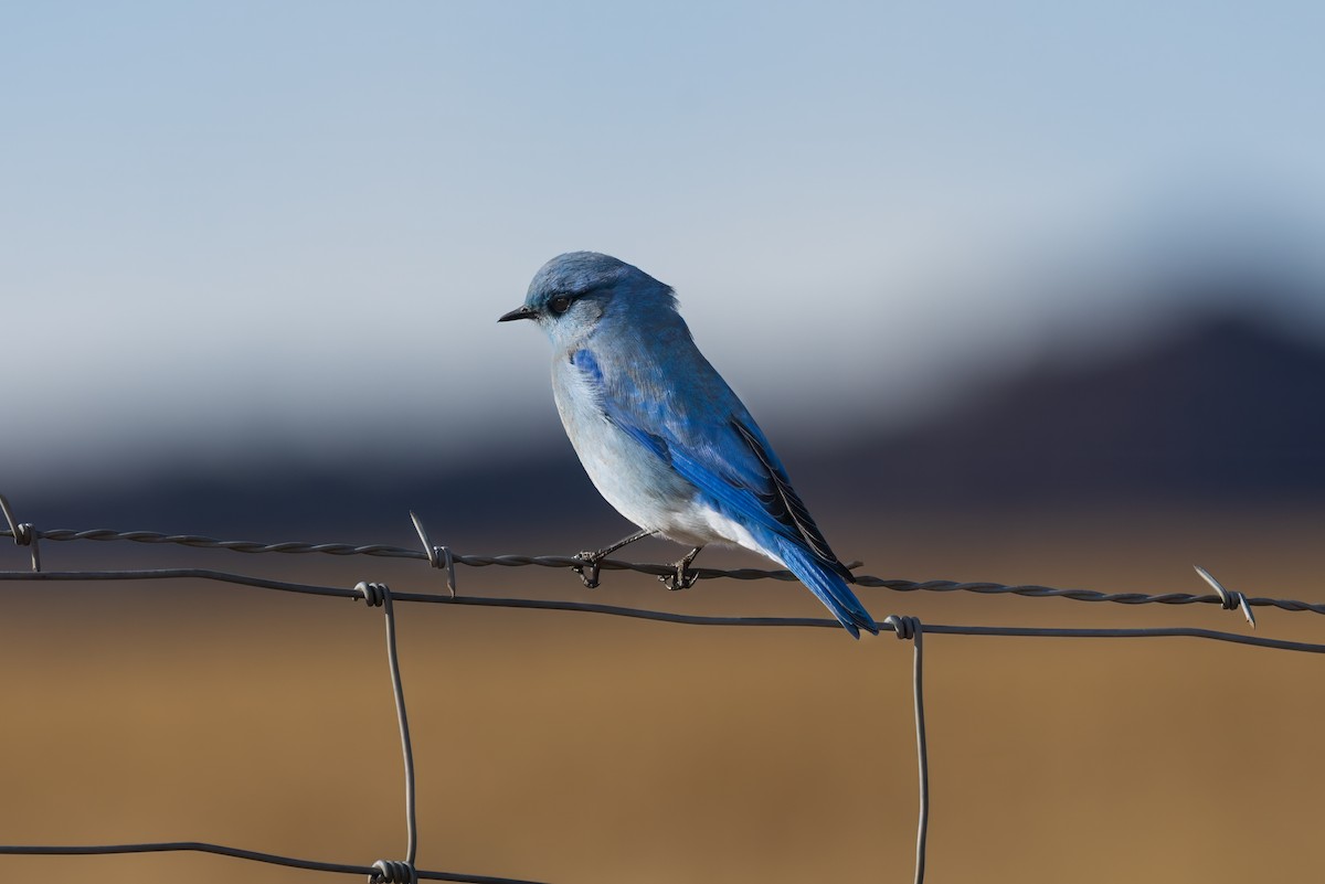 Mountain Bluebird - Krista Hinman