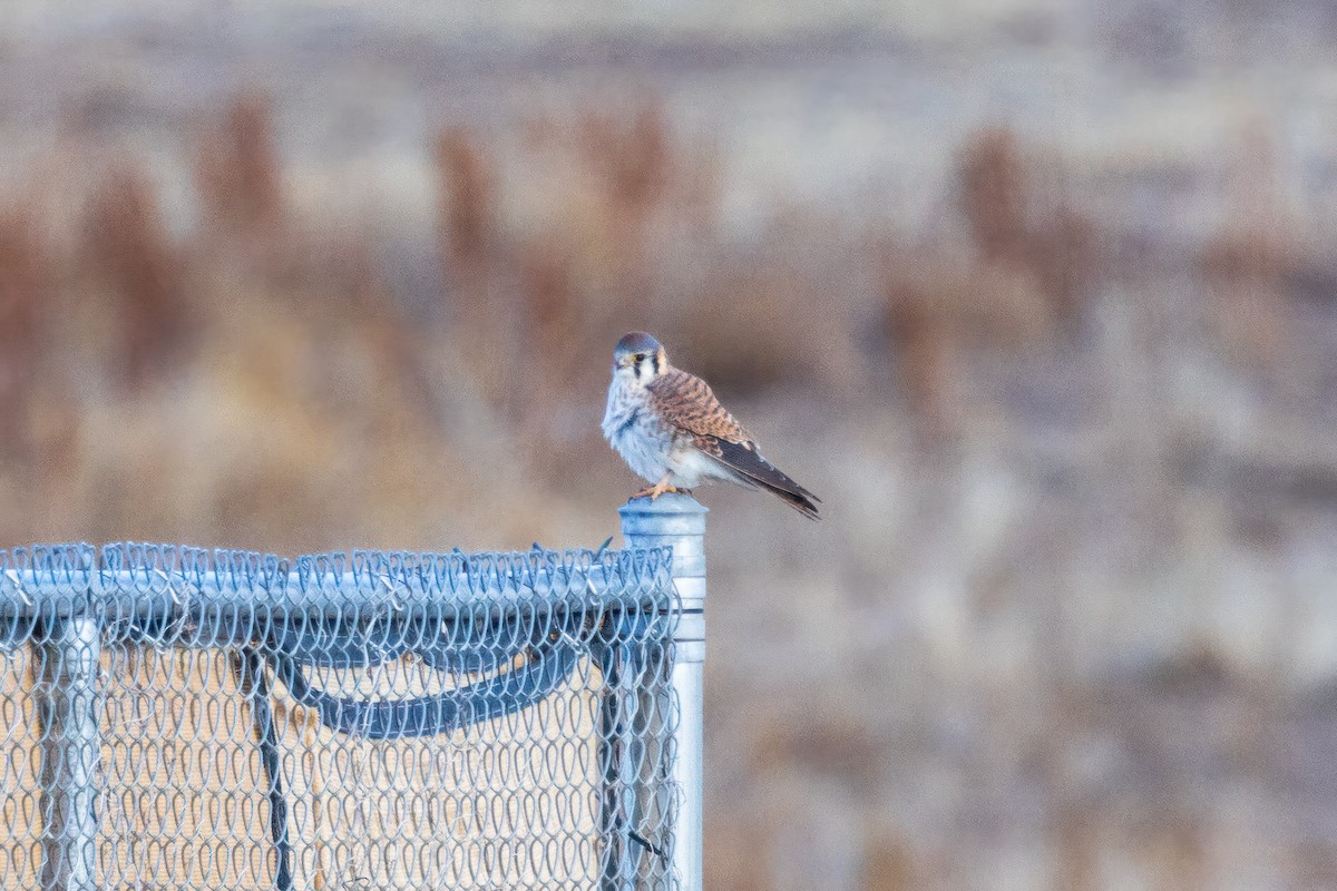 American Kestrel - ML611808325