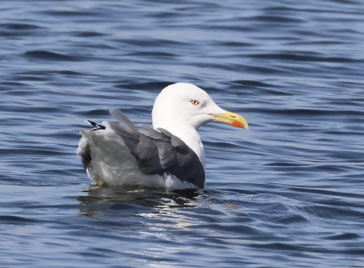 Yellow-legged Gull - ML611808375