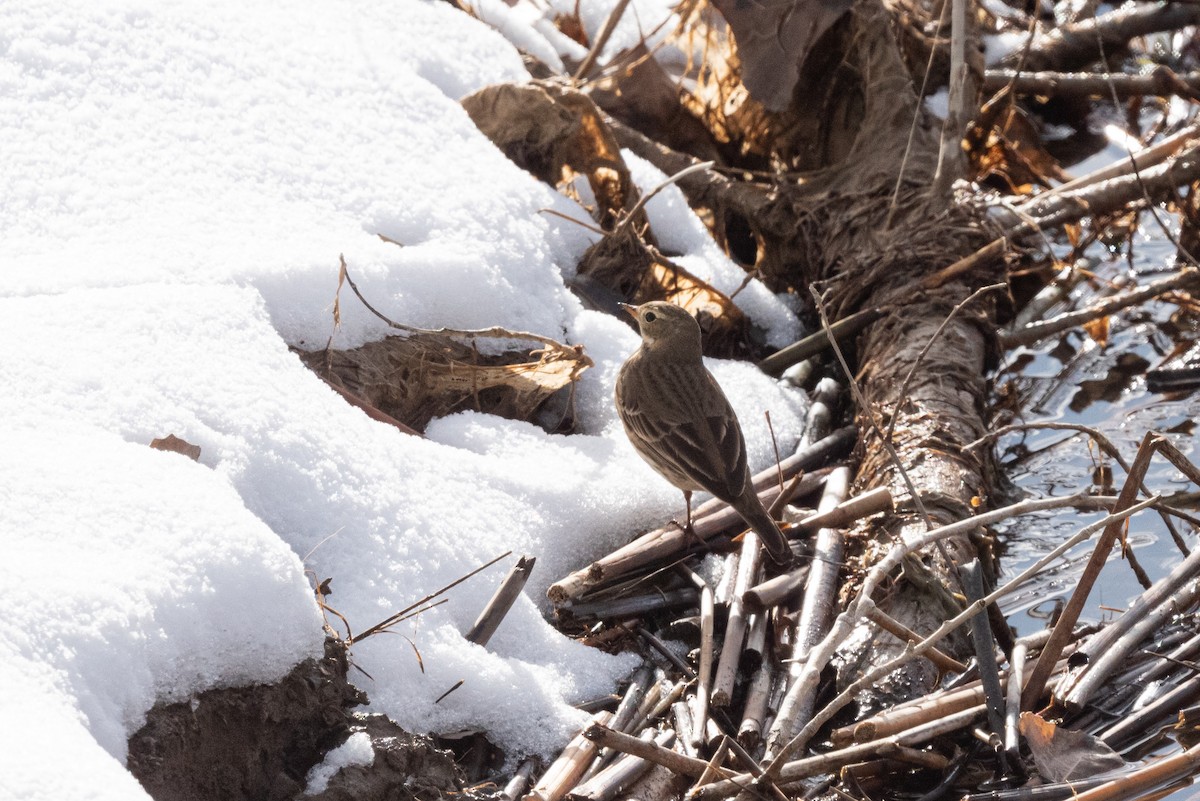 American Pipit - Mike Thompson