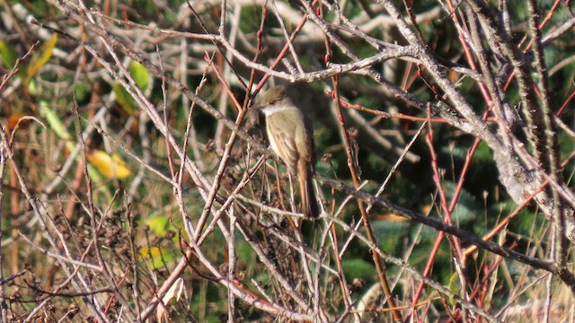 Dusky-capped Flycatcher - ML611808519