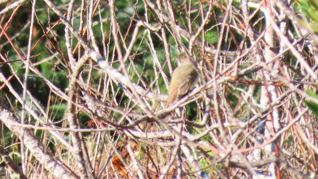 Dusky-capped Flycatcher - ML611808520