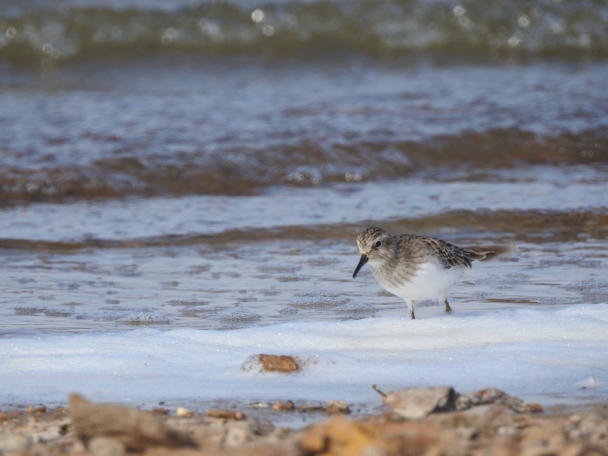 Least Sandpiper - Sean Verkamp