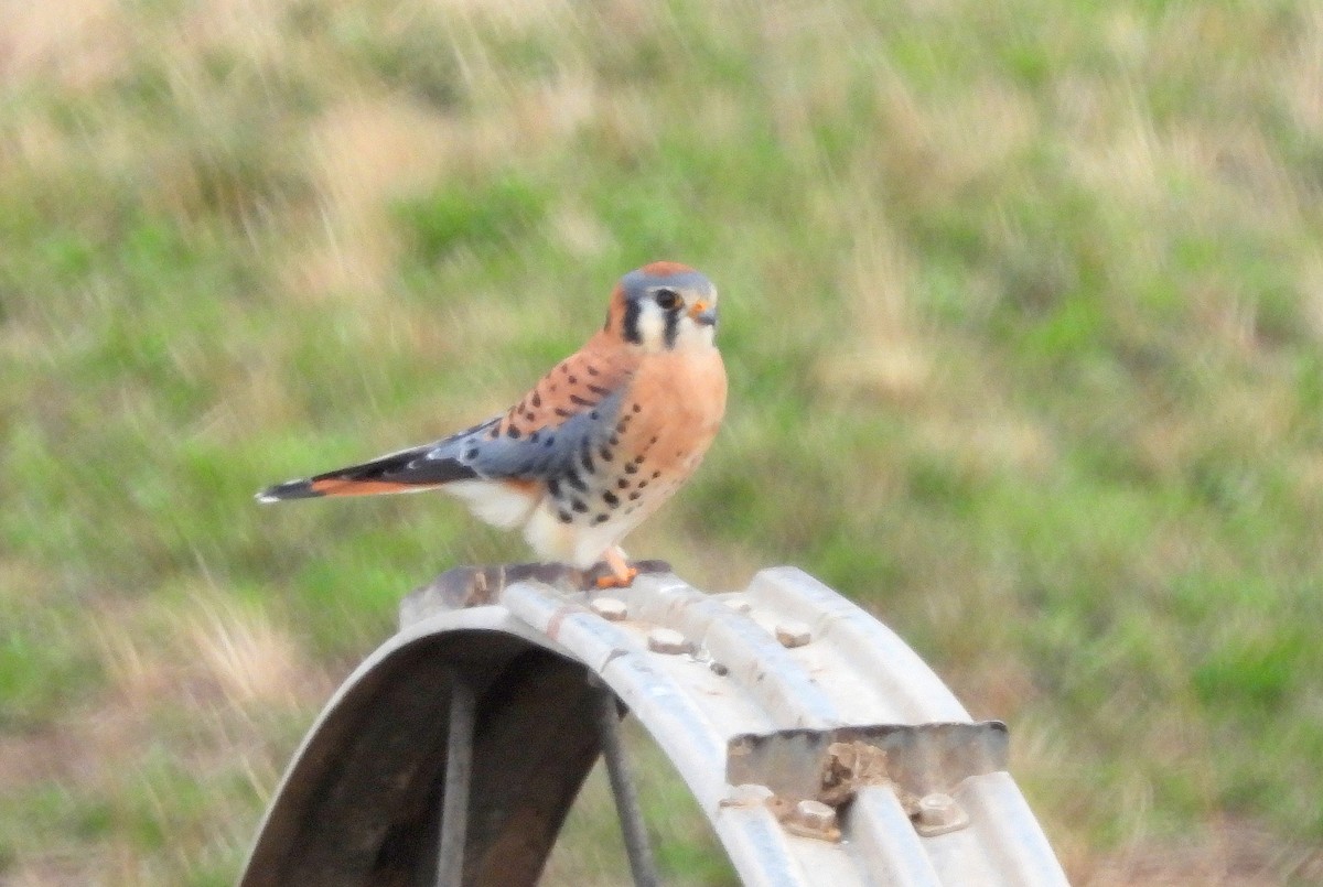 American Kestrel - ML611808579