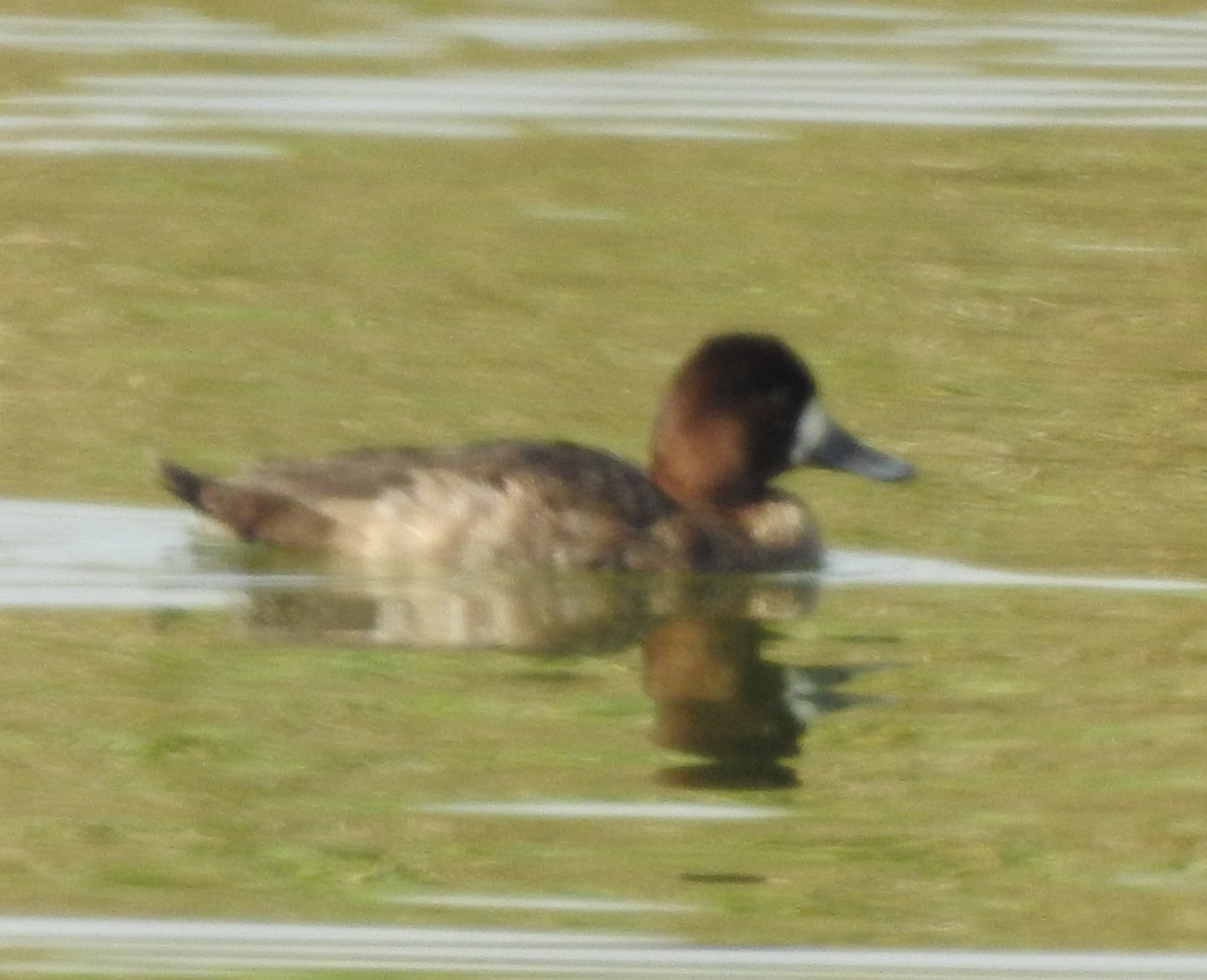 Lesser Scaup - ML611808630