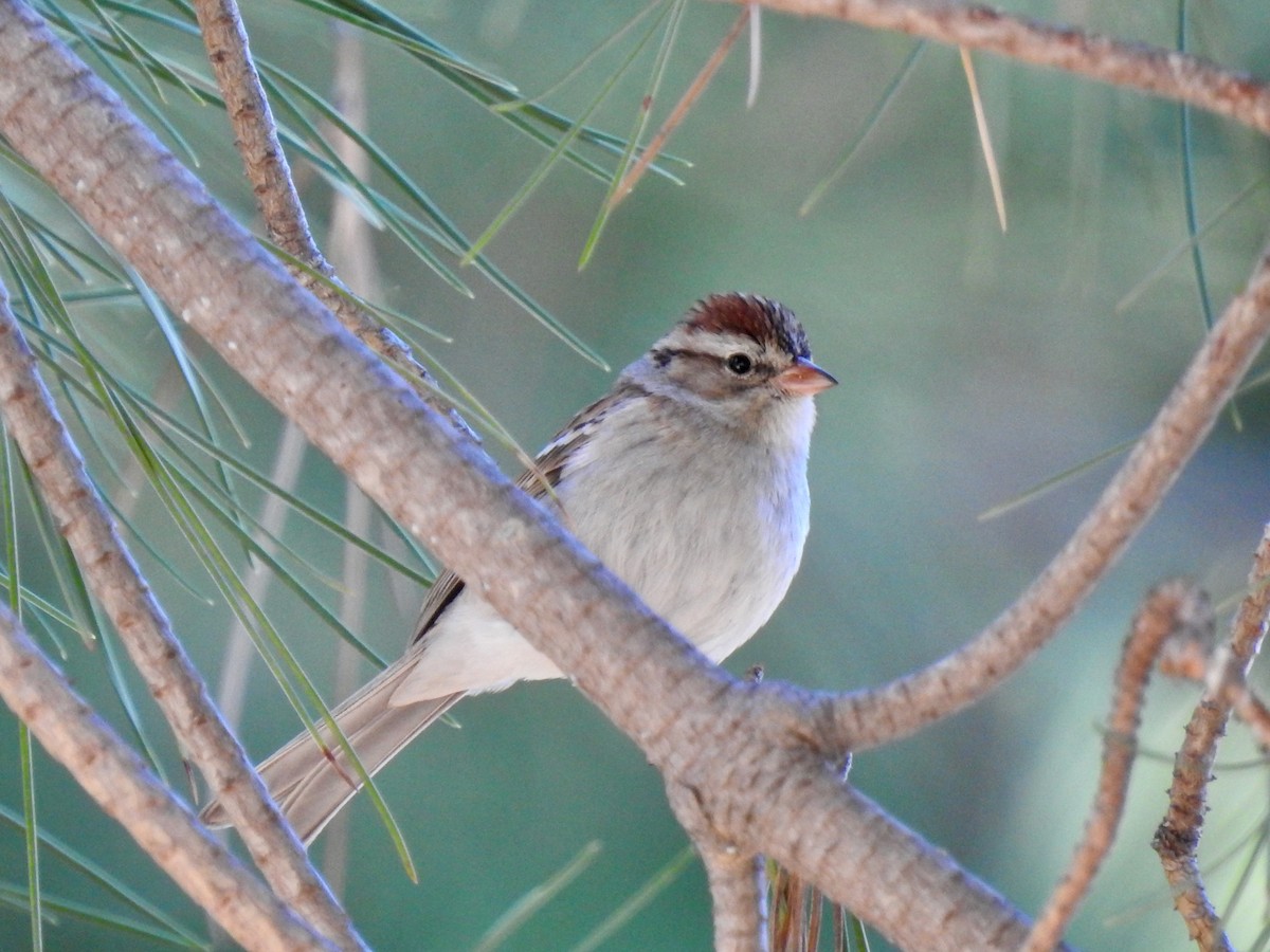 Chipping Sparrow - ML611808639