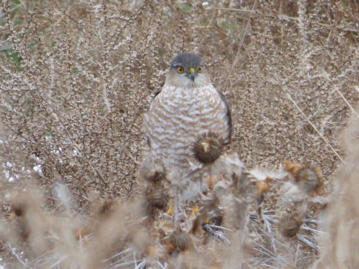 Sharp-shinned Hawk - ML611808756