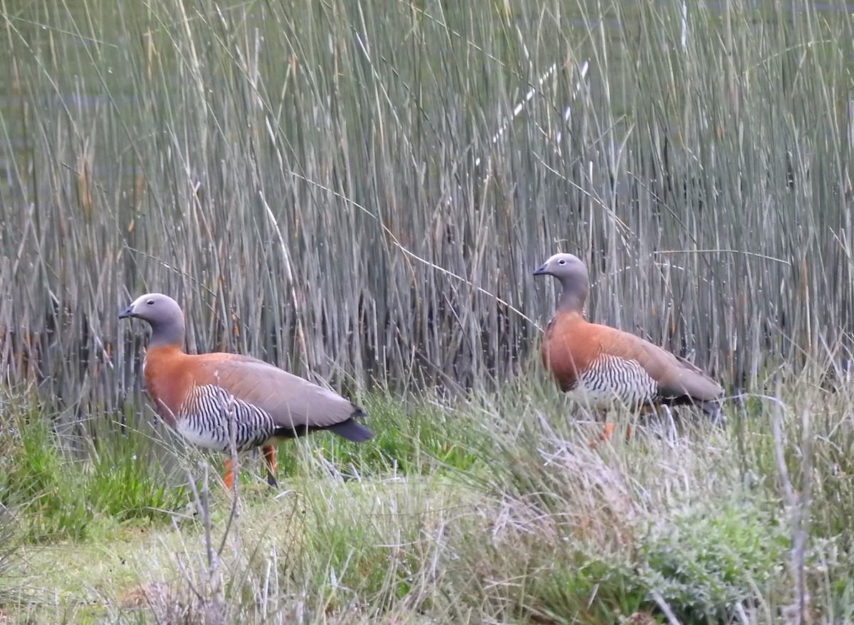 Ashy-headed Goose - ML611808884