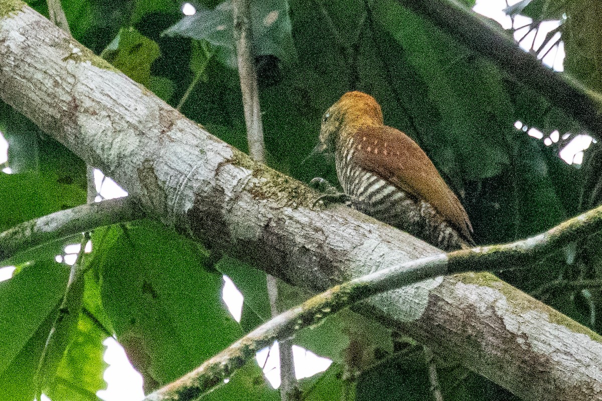 Red-stained Woodpecker - ML611808897