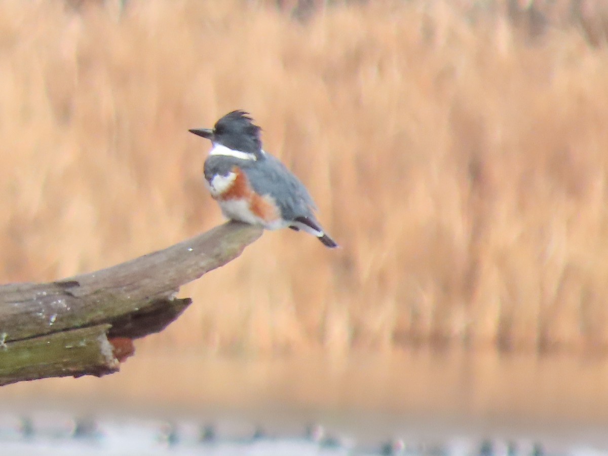 Belted Kingfisher - ML611808922