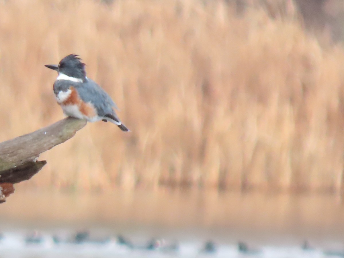 Belted Kingfisher - Lisa Phelps