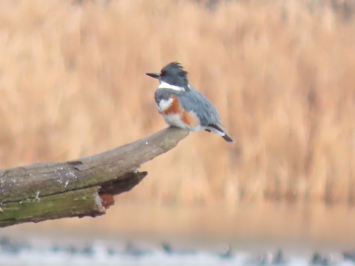 Belted Kingfisher - ML611808925