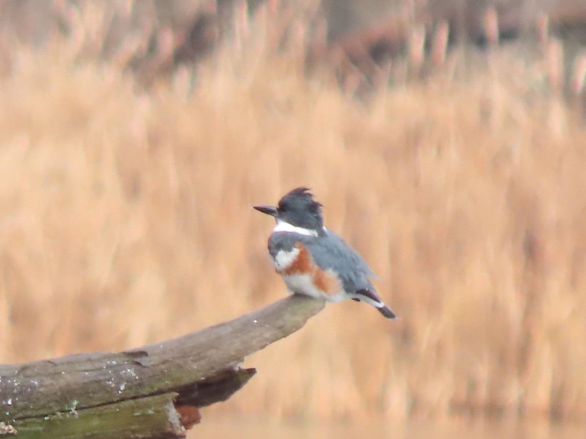 Belted Kingfisher - ML611808926