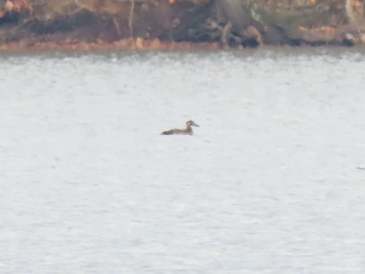 White-winged Scoter - Lisa Phelps