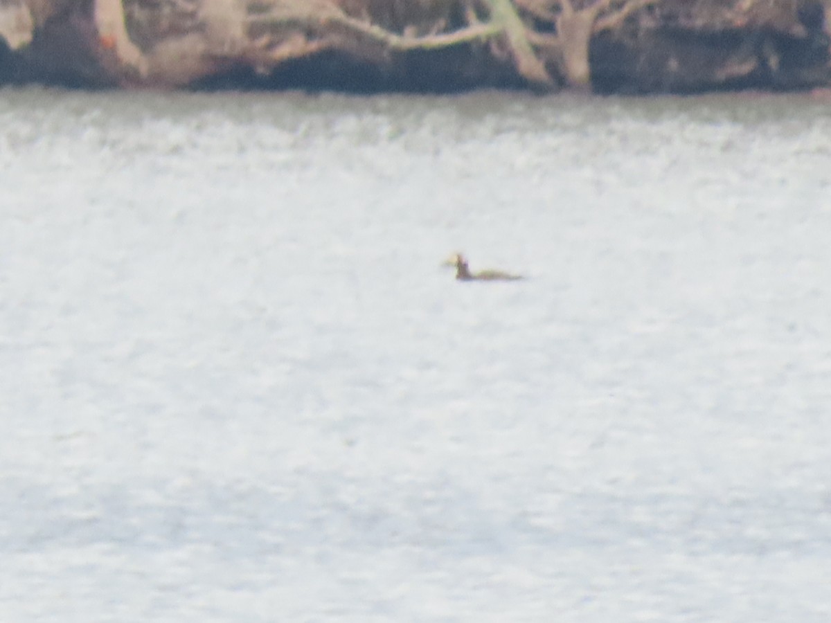 White-winged Scoter - ML611809151