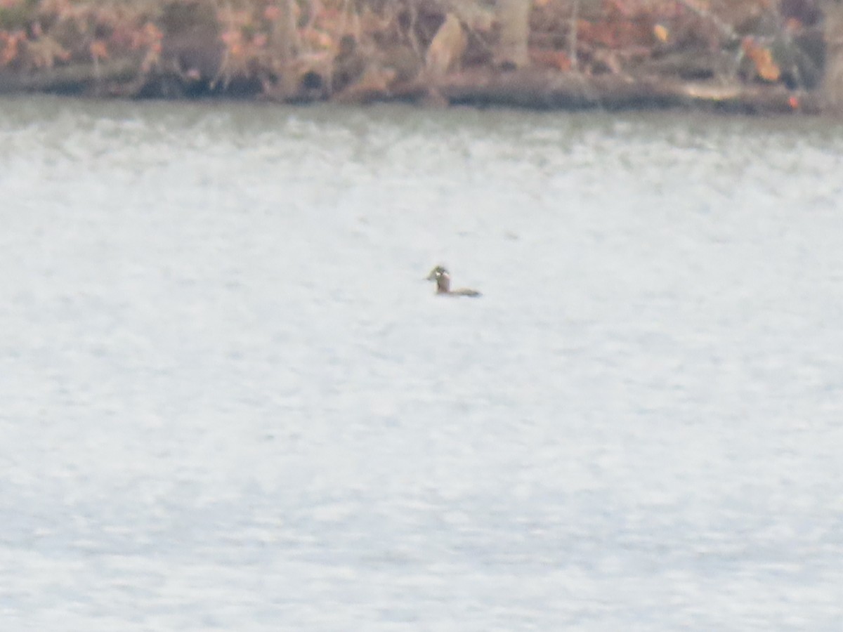 White-winged Scoter - ML611809152