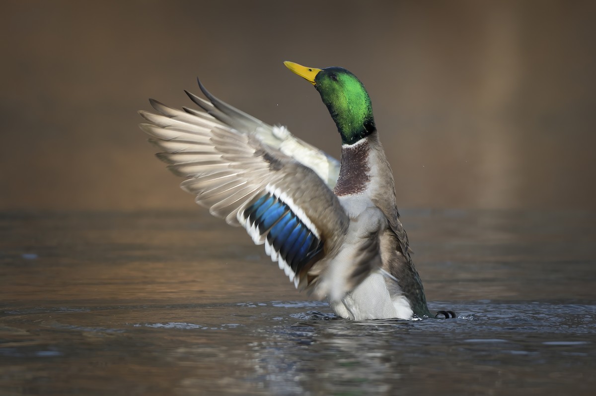 Mallard - Heather Van Dyk