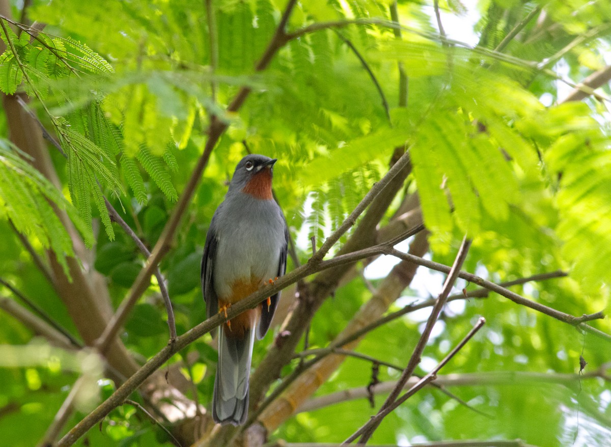 Rufous-throated Solitaire (Rufous-throated) - Adam Sell