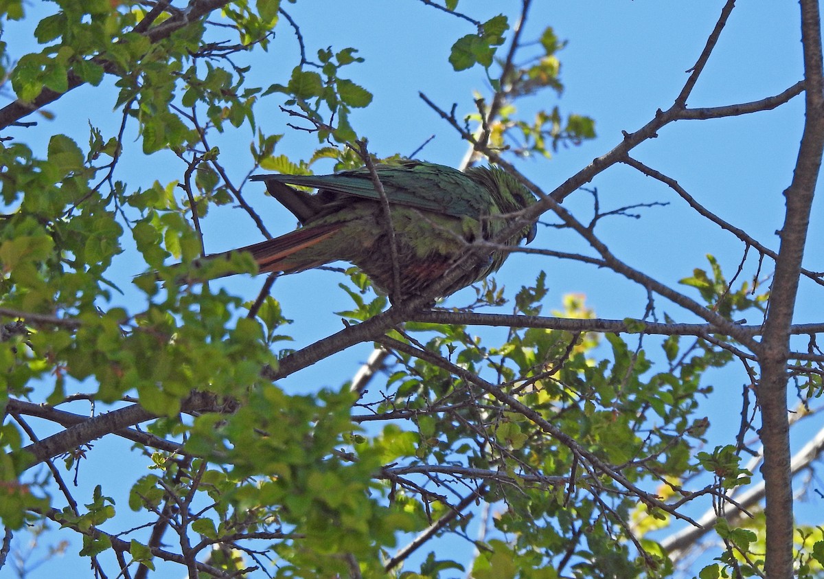 Austral Parakeet - ML611809346