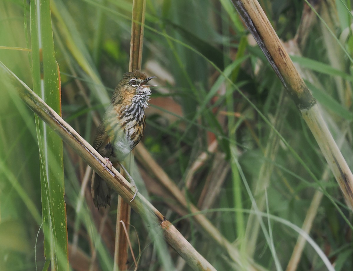 Marsh Babbler - ML611809372