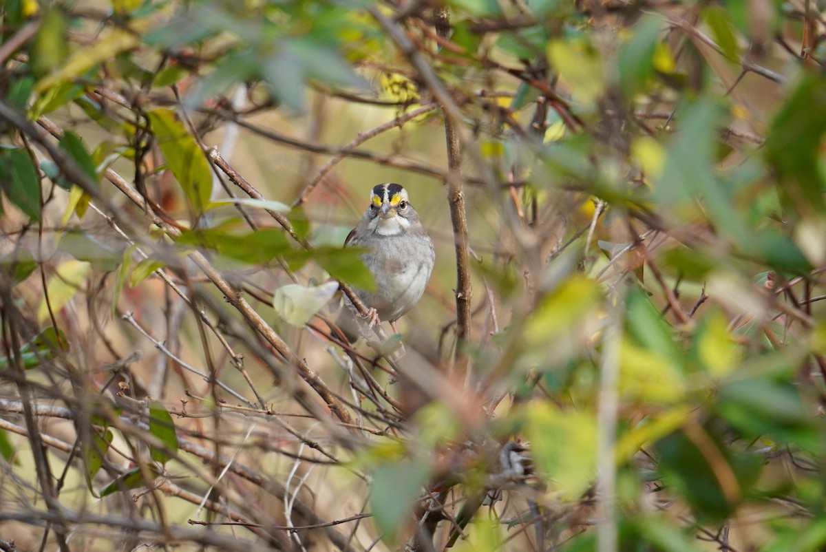 White-throated Sparrow - Ethan K