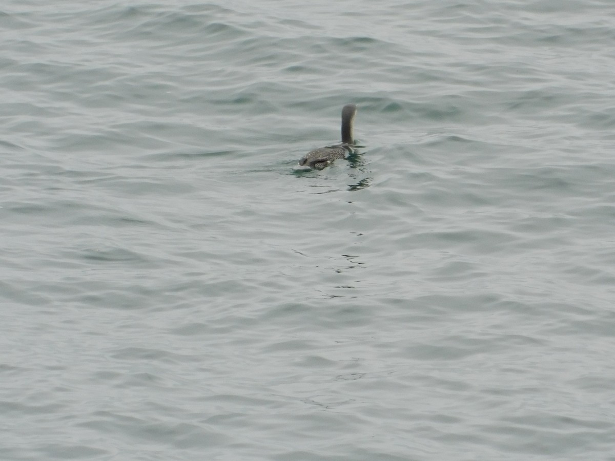 Red-throated Loon - ML611809457