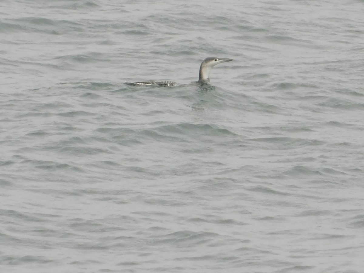 Red-throated Loon - ML611809459