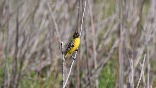 Crested Doradito - ML611809505