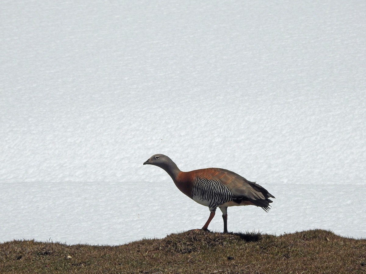 Ashy-headed Goose - ML611809540