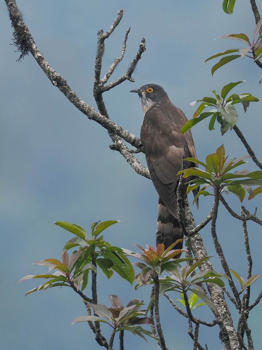 Large Hawk-Cuckoo - ML611809654