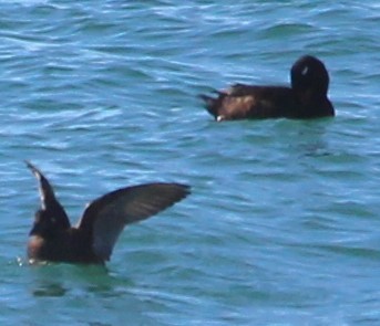 White-winged Scoter - Glenn Austin