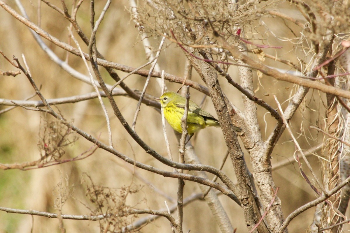 Prairie Warbler - Loyan Beausoleil