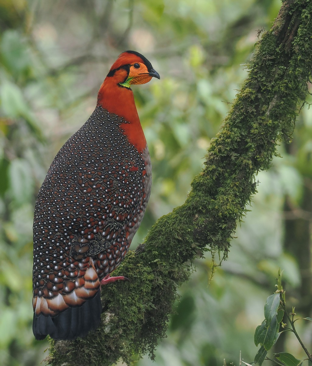 Blyth's Tragopan - ML611809851