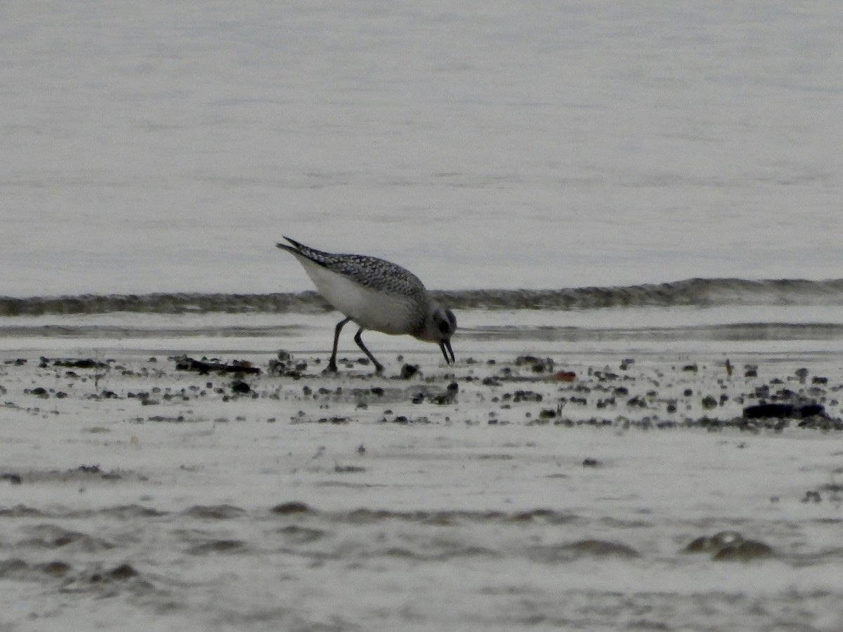 Black-bellied Plover - ML611809900