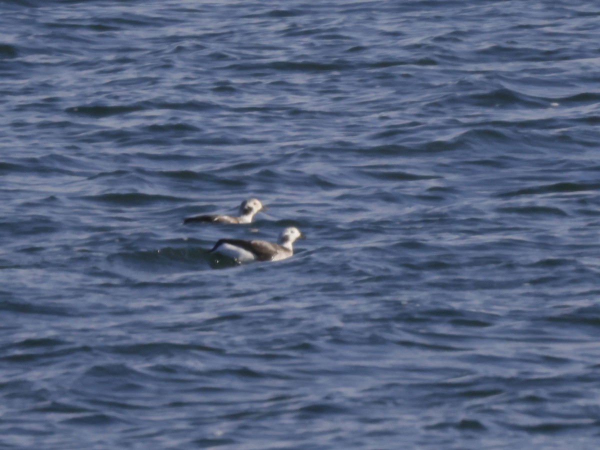 Long-tailed Duck - ML611809929