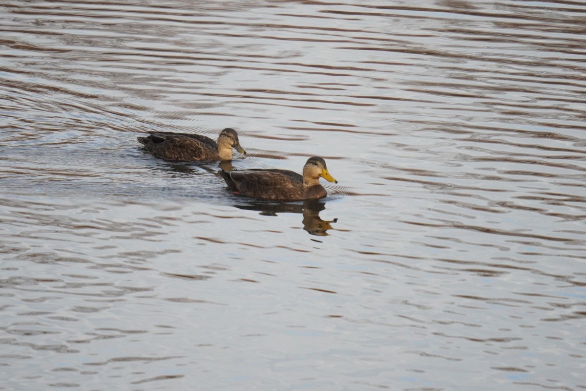 American Black Duck - ML611809992