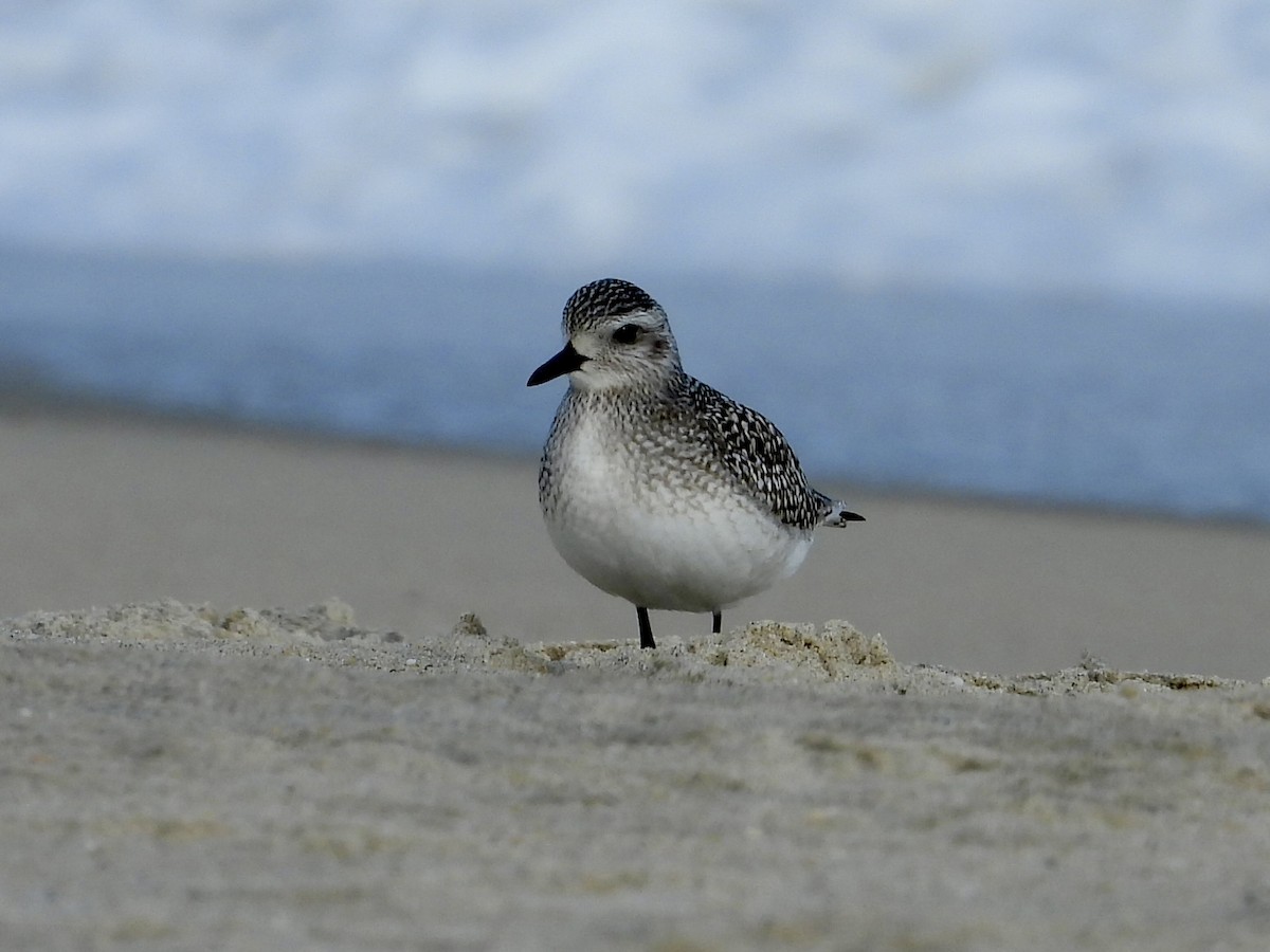 Black-bellied Plover - ML611810021