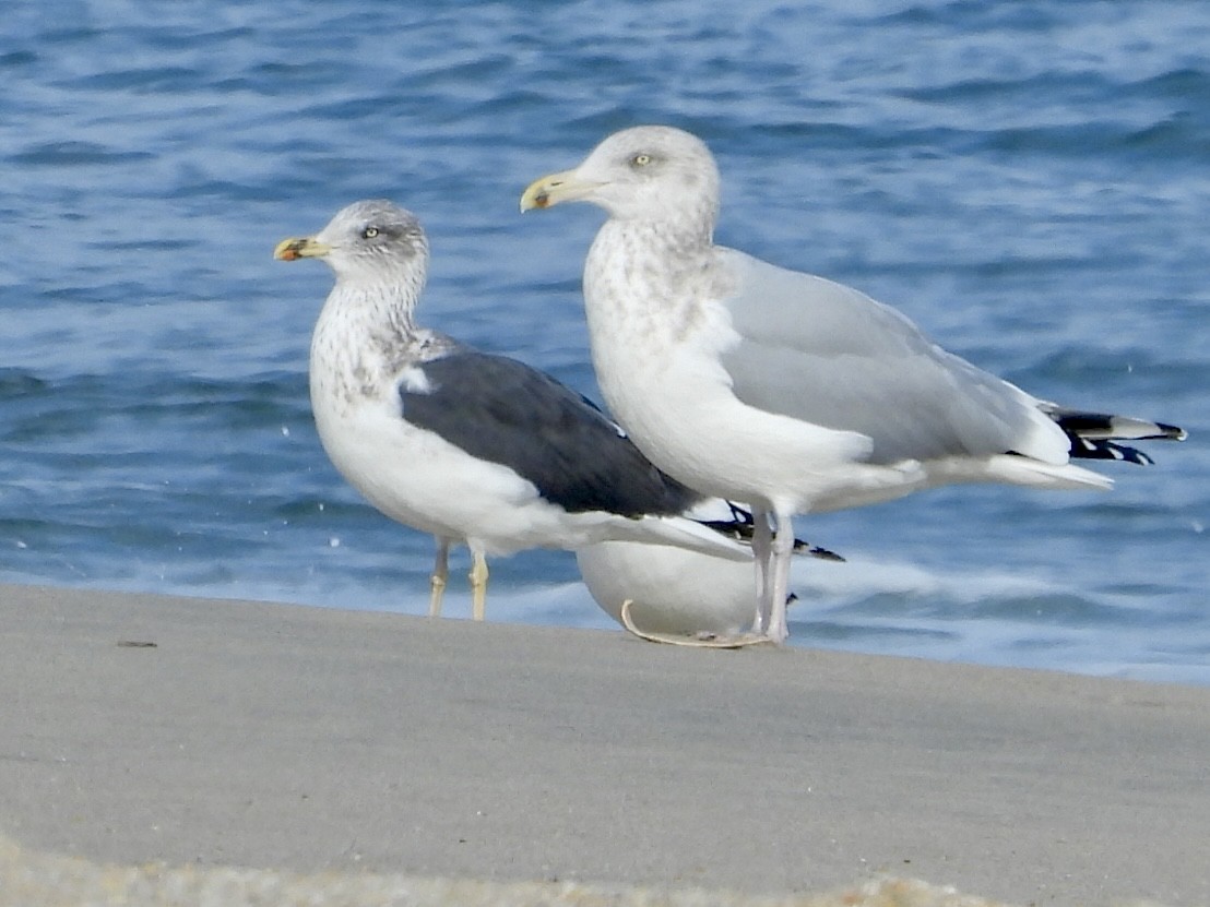 Lesser Black-backed Gull - ML611810050