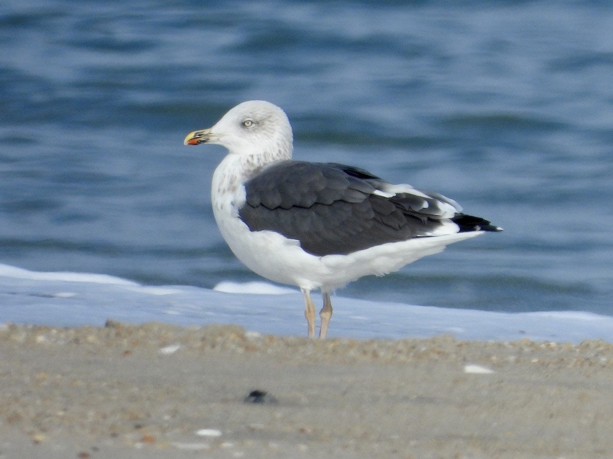 Lesser Black-backed Gull - Robin M