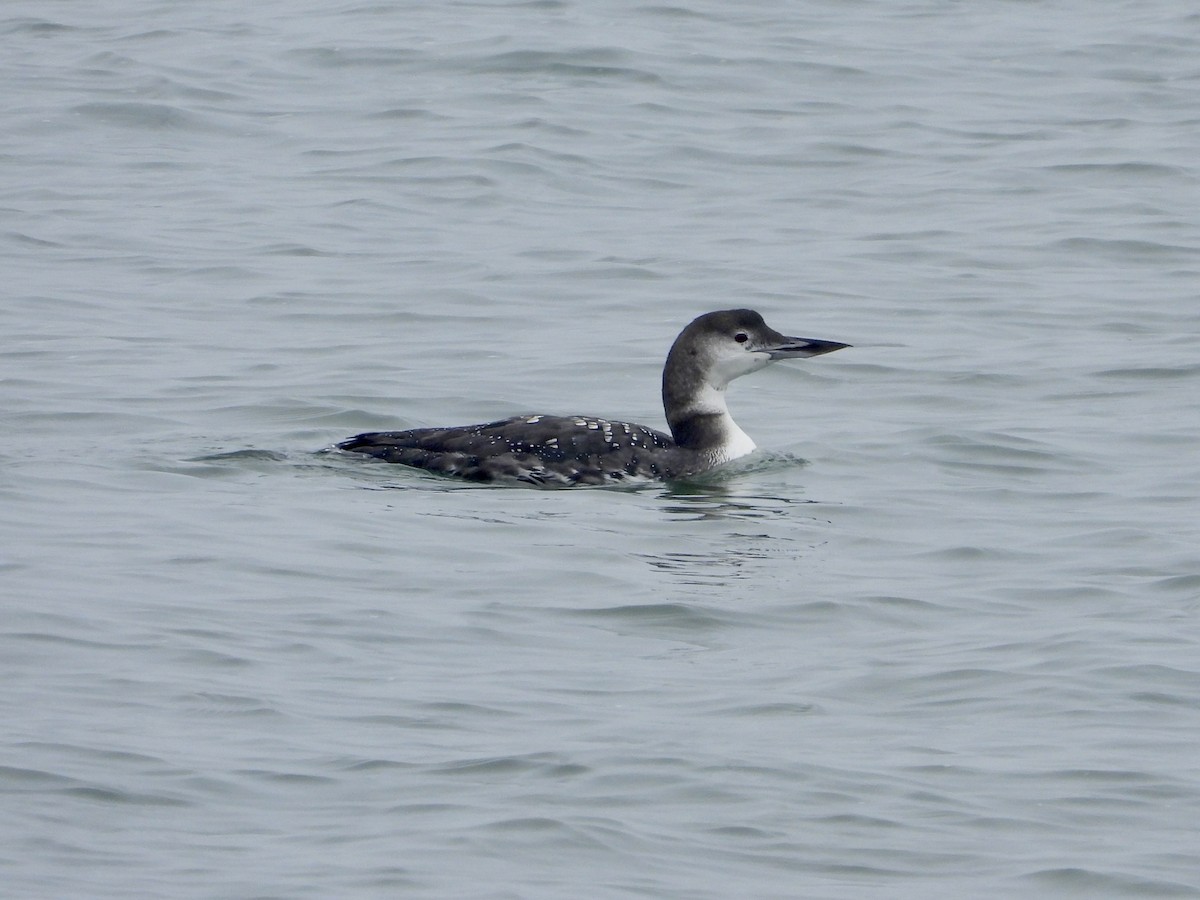 Common Loon - Robin M