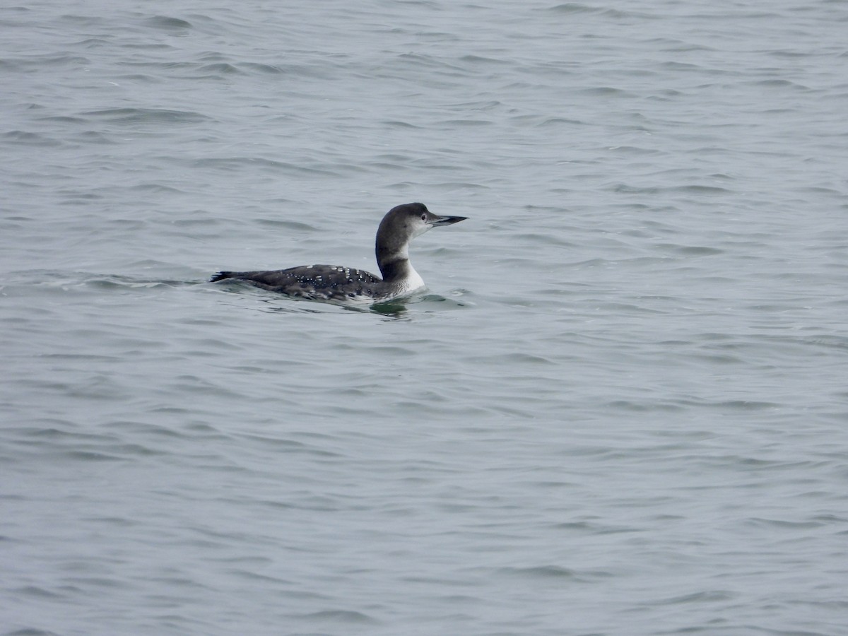 Common Loon - Robin M